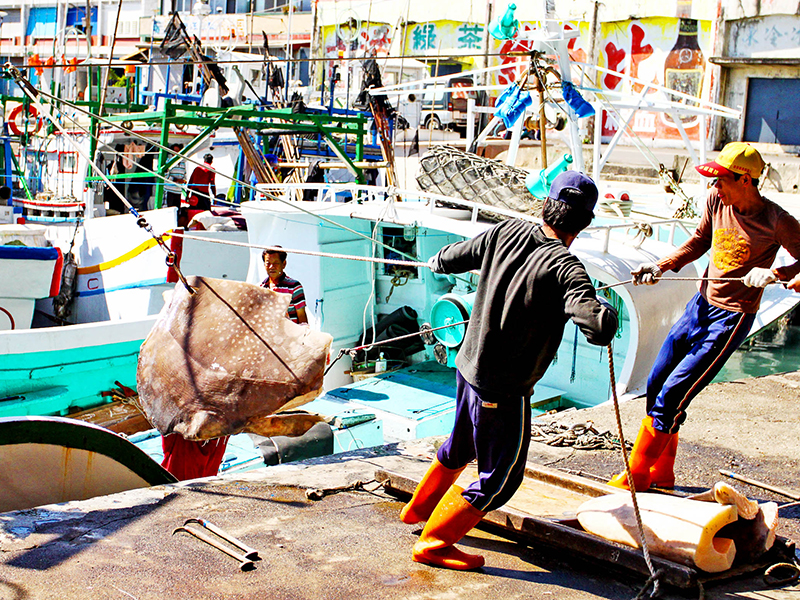 漁港故事：漁市拍賣